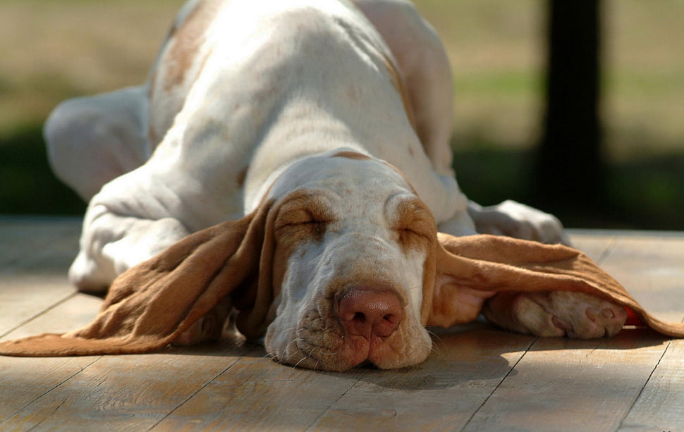 white and brown short coated dog HD wallpaper
